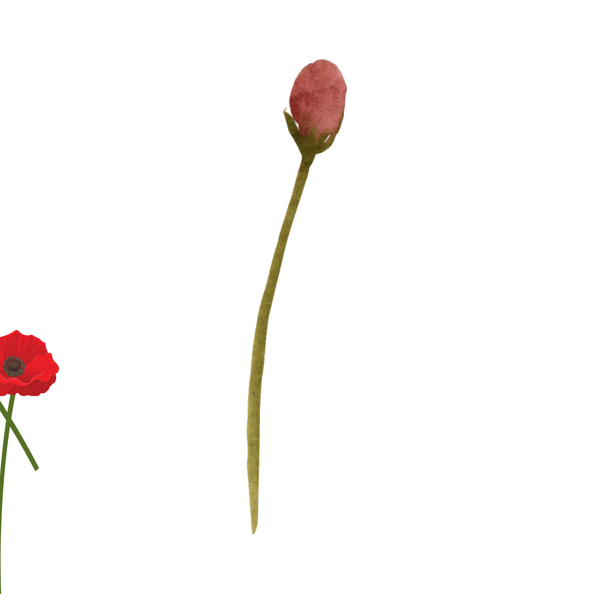 Poppy