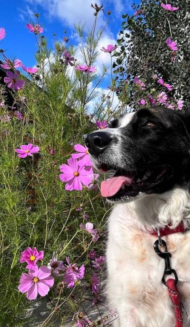 Wildflowers